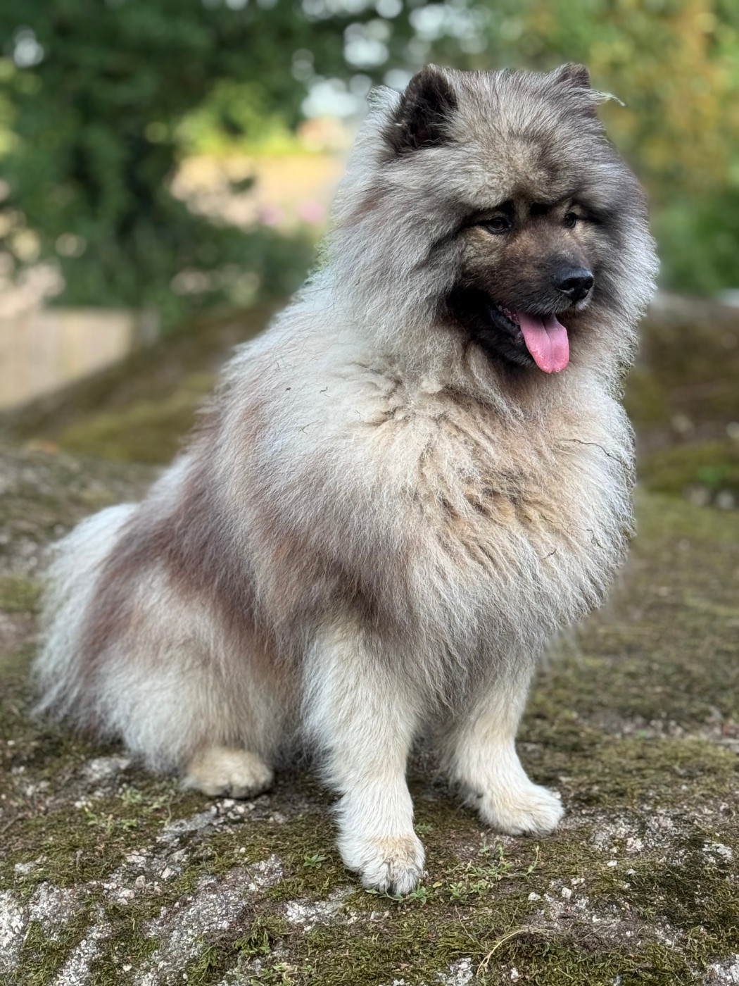 Vaïko (Sans Affixe)