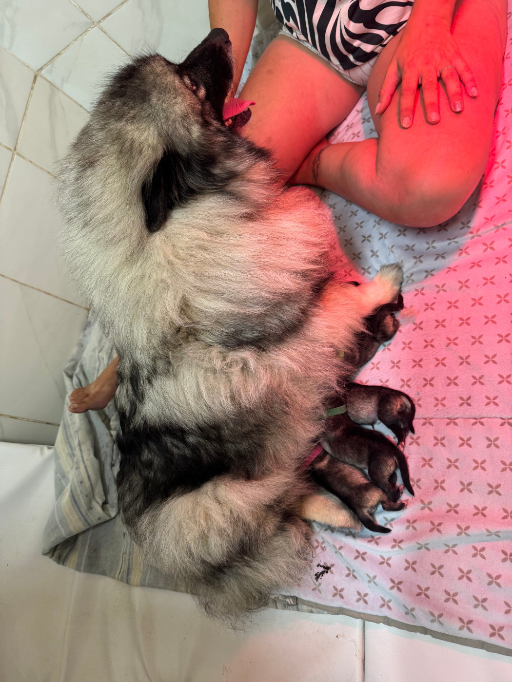 Naissance au Renard et le Loup