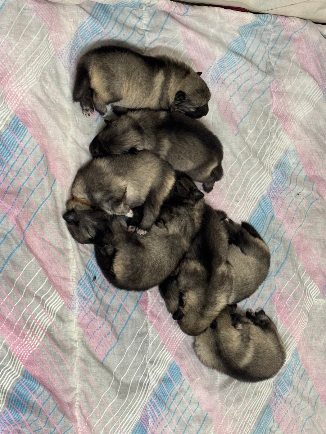 Les bébés commencent à se mettre sur leurs 4 pattes et certains commencent juste à ouvrir les yeux