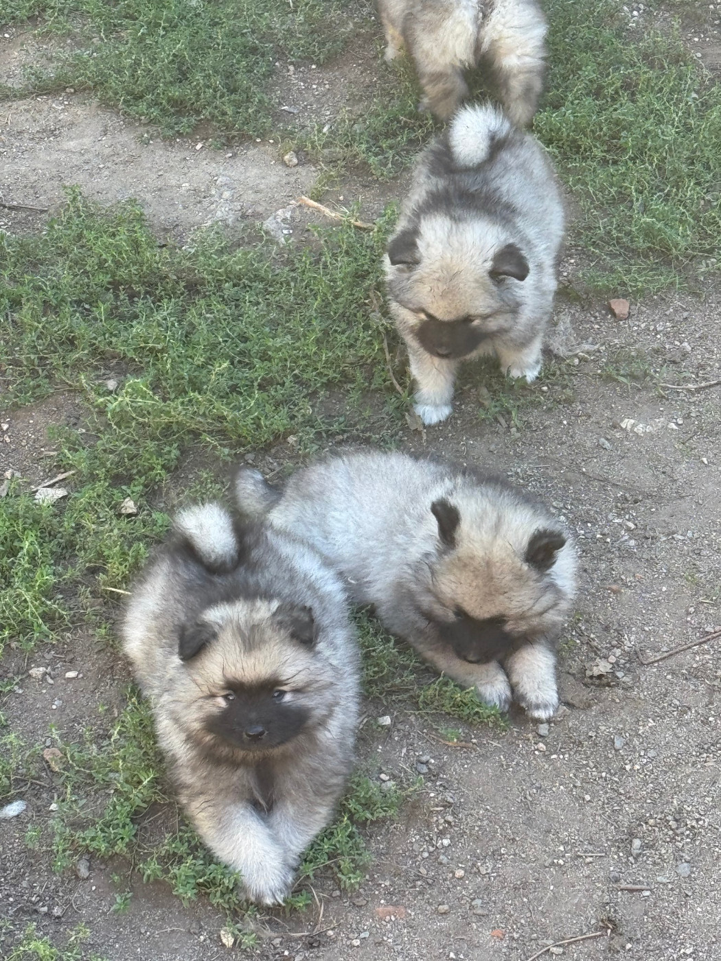 Les bébés Spitz Loup découvrent depuis une semaine la vie en extérieur