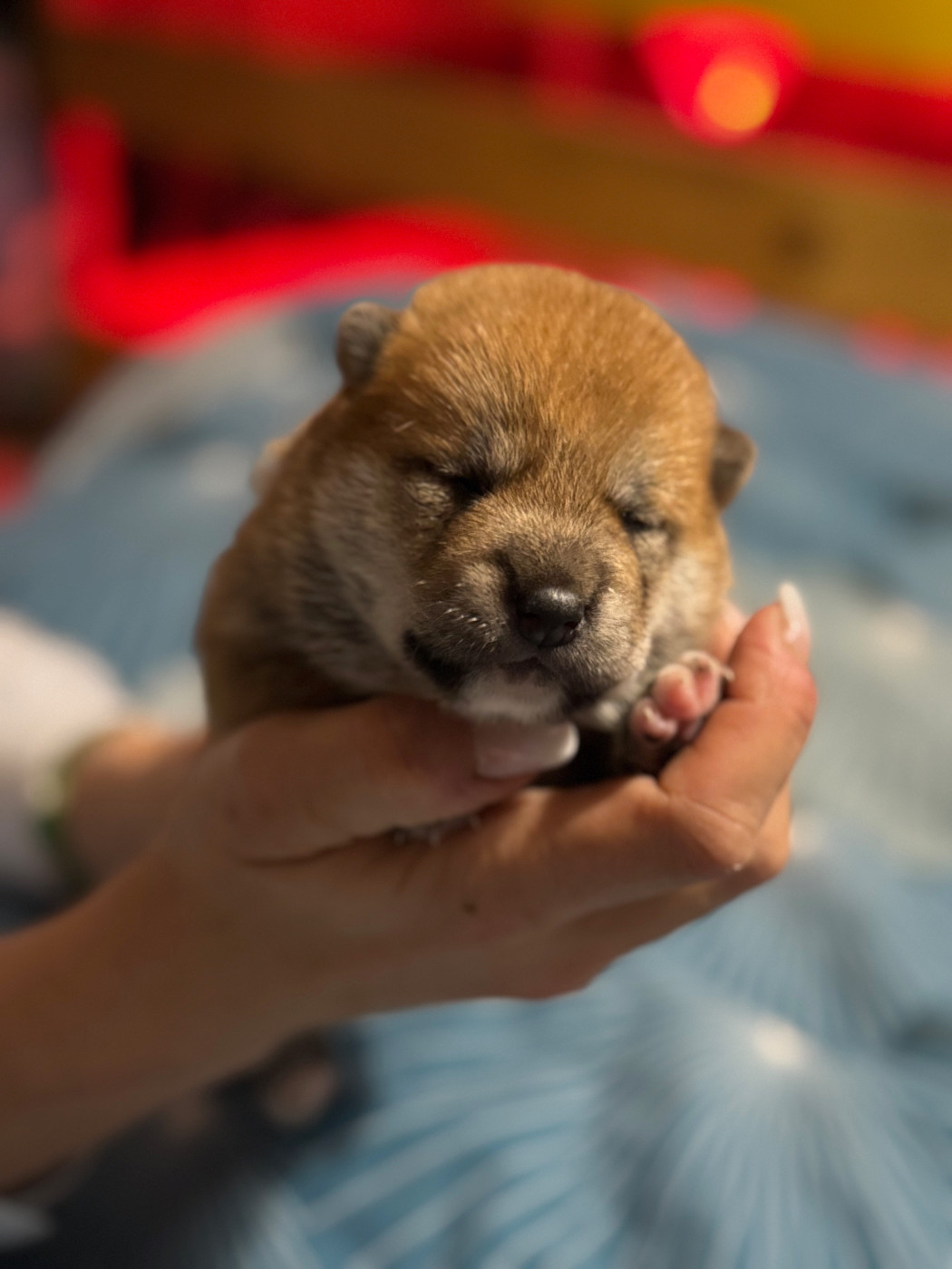 Le Renard Et Le Loup - Chiots disponibles - Shiba