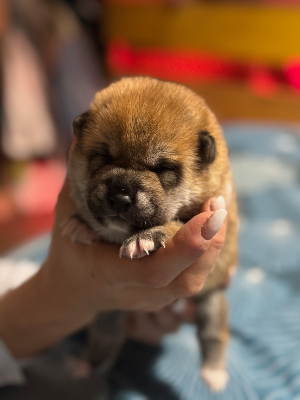 Chiot Shiba Le Renard Et Le Loup