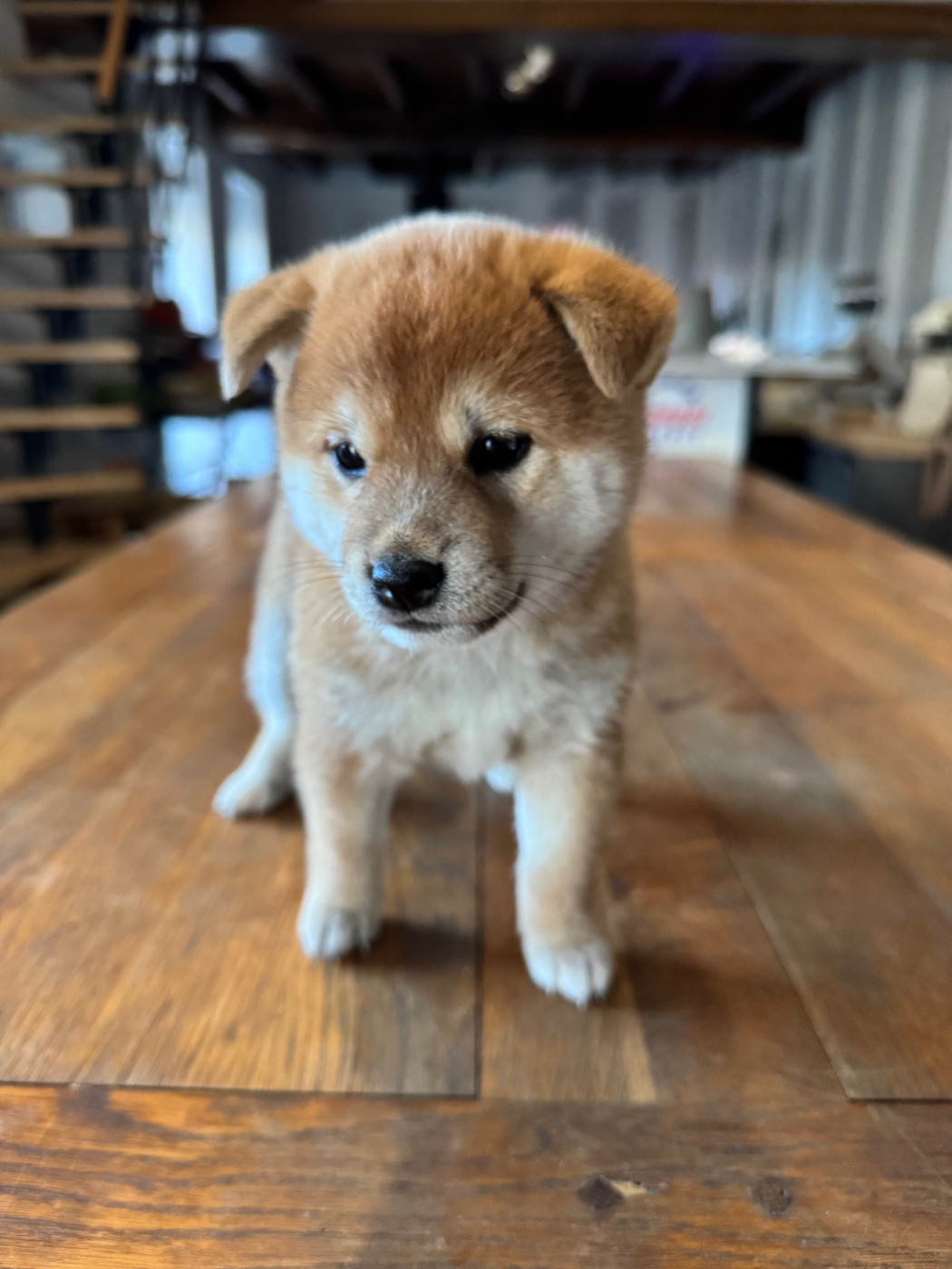 Le Renard Et Le Loup - Chiots disponibles - Shiba