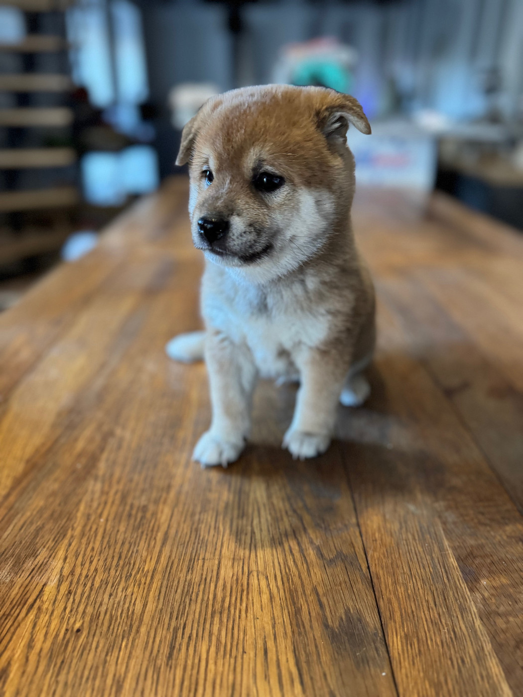 Le Renard Et Le Loup - Chiots disponibles - Shiba