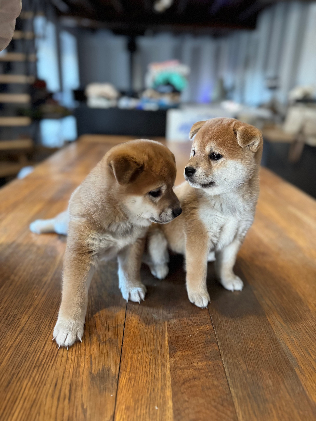 Le Renard Et Le Loup - Shiba - Portée née le 03/11/2025