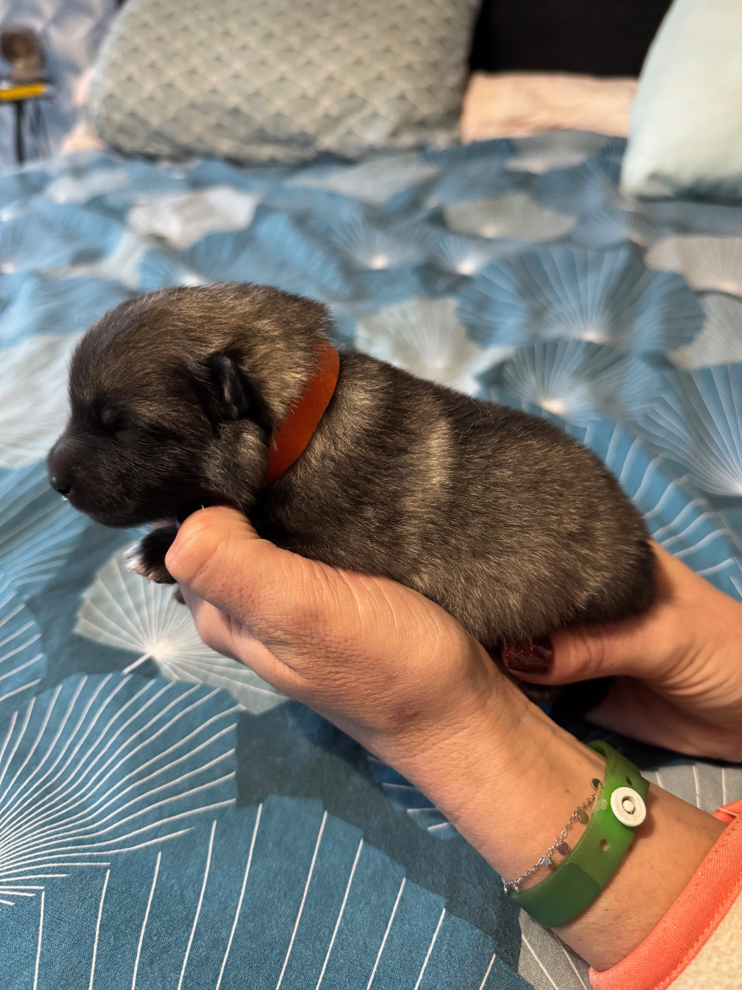 Le Renard Et Le Loup - Chiots disponibles - Spitz allemand