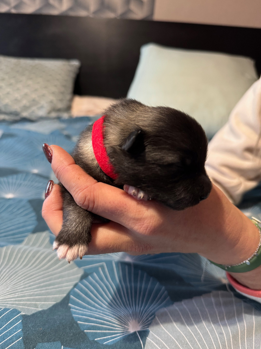 Le Renard Et Le Loup - Chiots disponibles - Spitz allemand