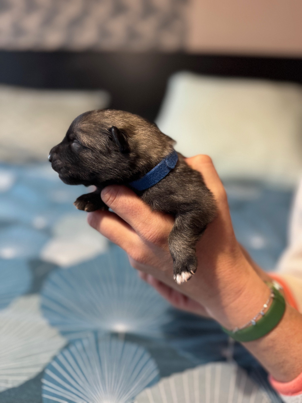 Le Renard Et Le Loup - Chiots disponibles - Spitz allemand