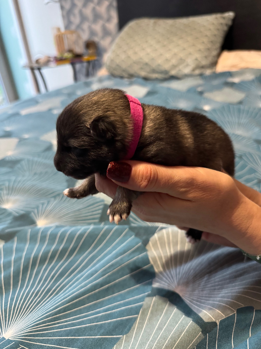 Le Renard Et Le Loup - Chiots disponibles - Spitz allemand