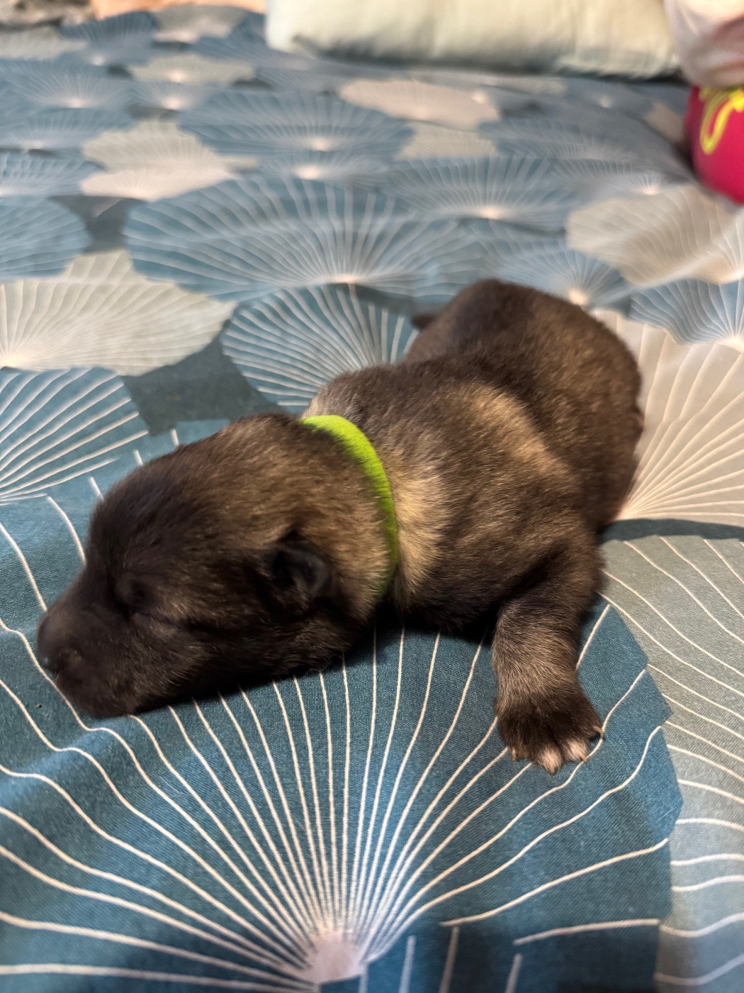 Le Renard Et Le Loup - Chiots disponibles - Spitz allemand