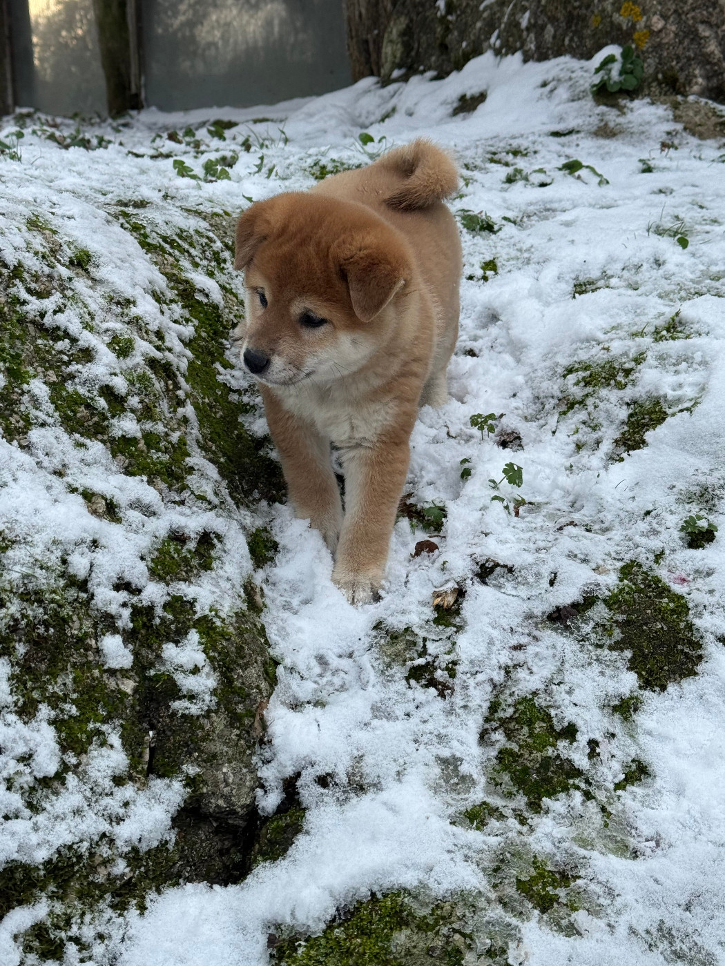 Le Renard Et Le Loup - Chiots disponibles - Shiba