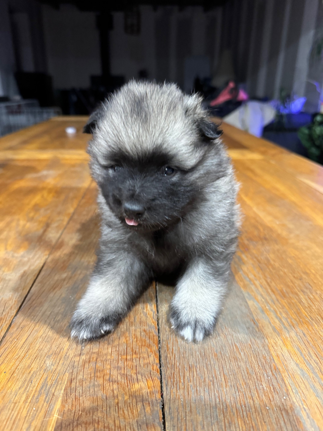 Le Renard Et Le Loup - Chiots disponibles - Spitz allemand