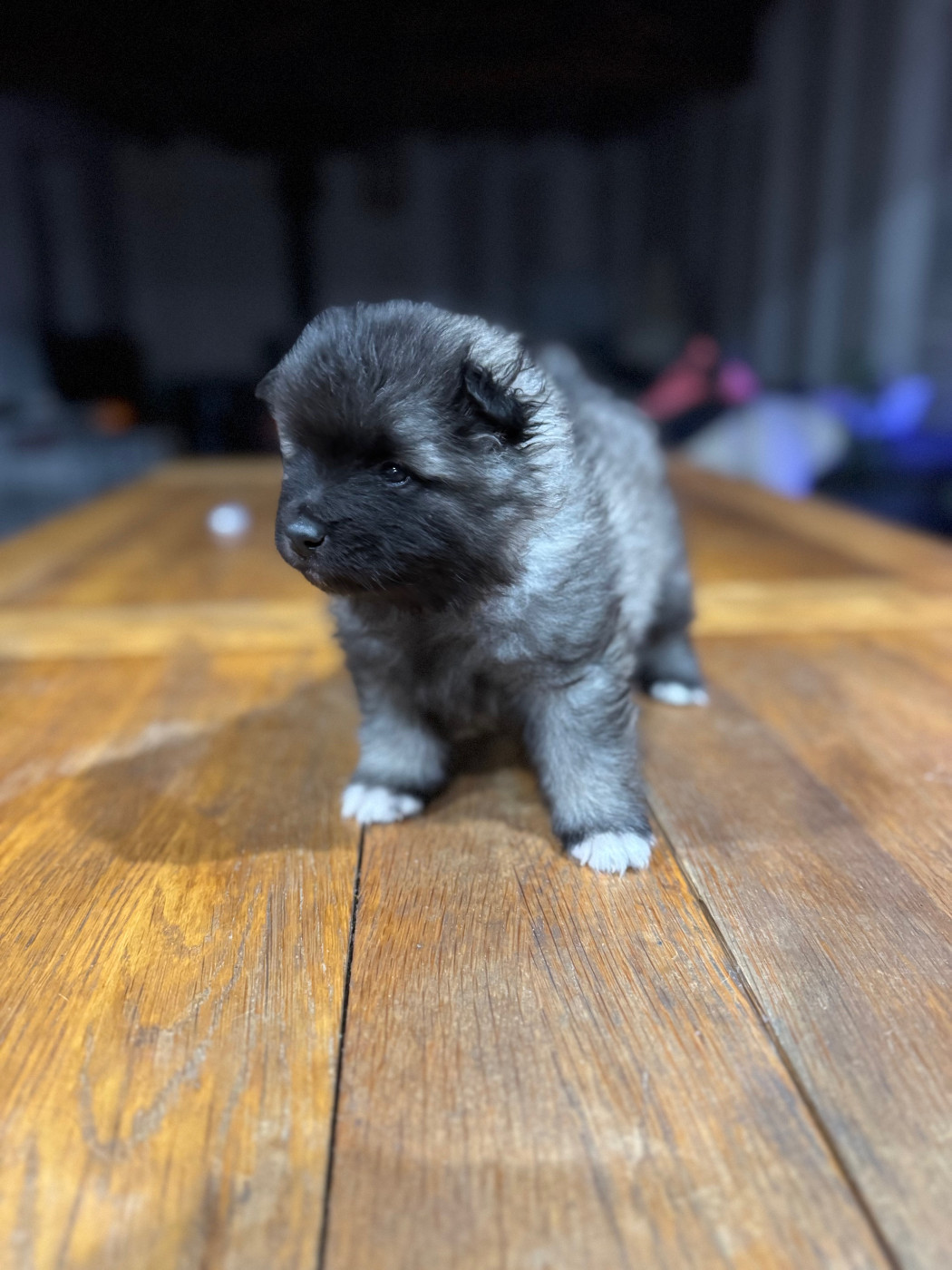 Le Renard Et Le Loup - Chiots disponibles - Spitz allemand