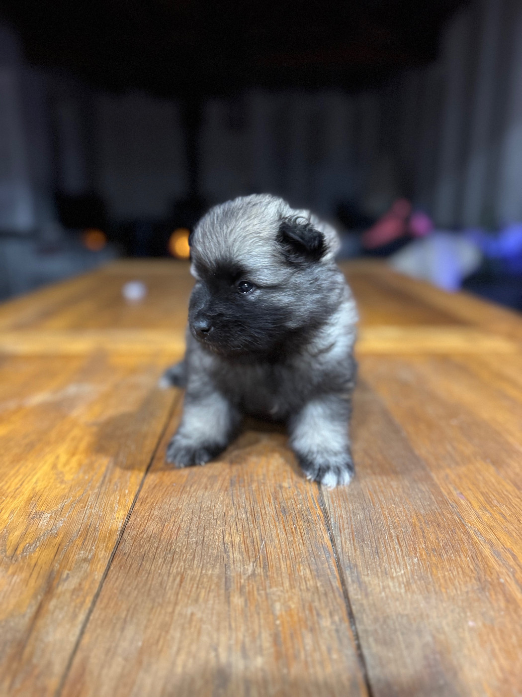 Le Renard Et Le Loup - Chiots disponibles - Spitz allemand