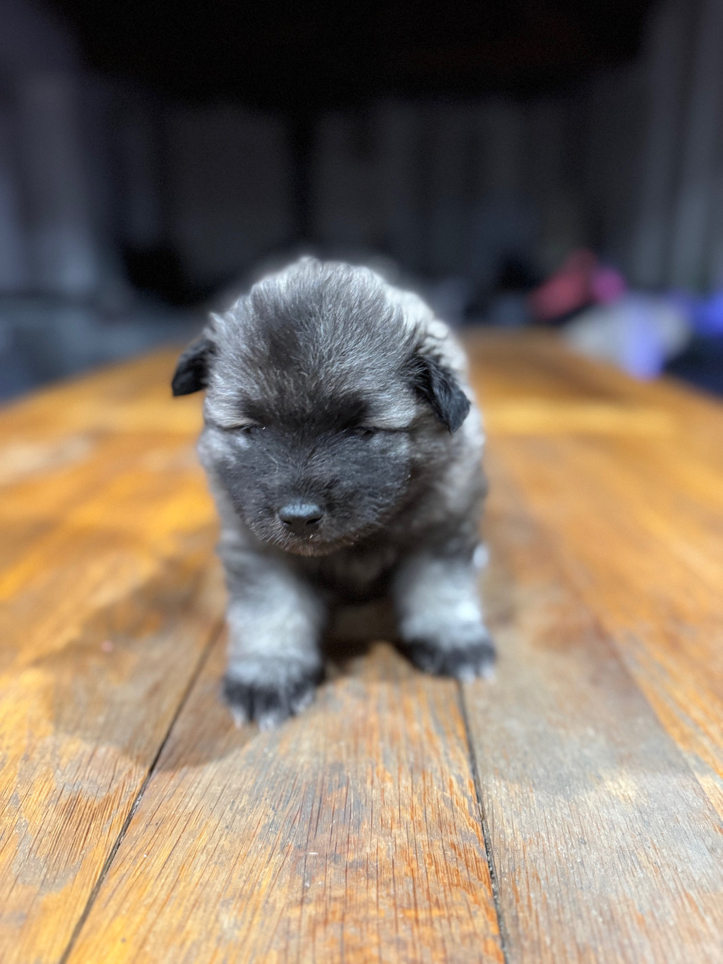 Le Renard Et Le Loup - Chiots disponibles - Spitz allemand