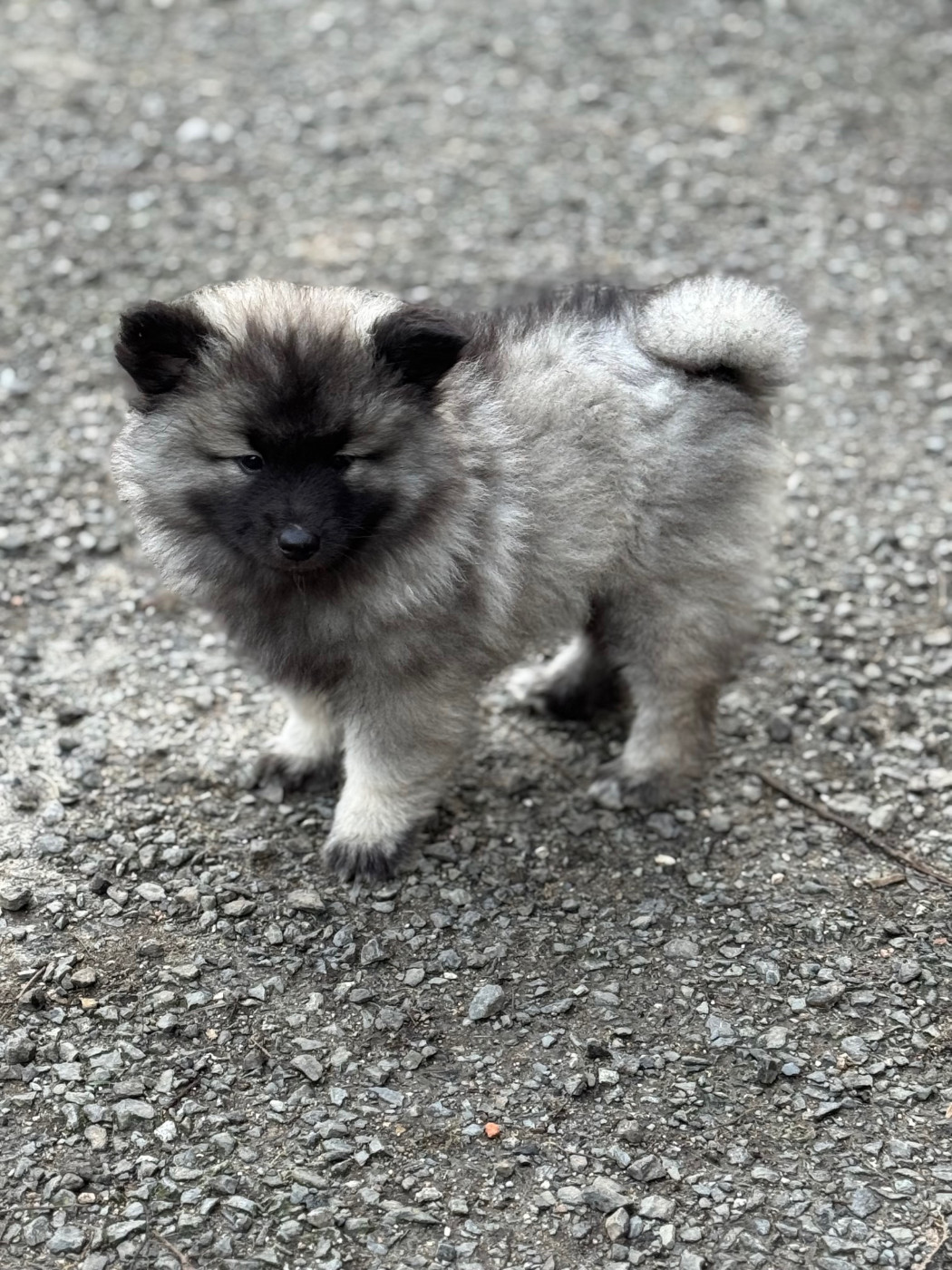 Le Renard Et Le Loup - Chiots disponibles - Spitz allemand