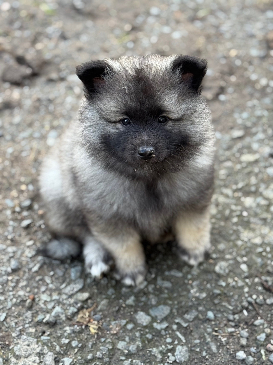 Le Renard Et Le Loup - Spitz allemand - Portée née le 09/12/2025