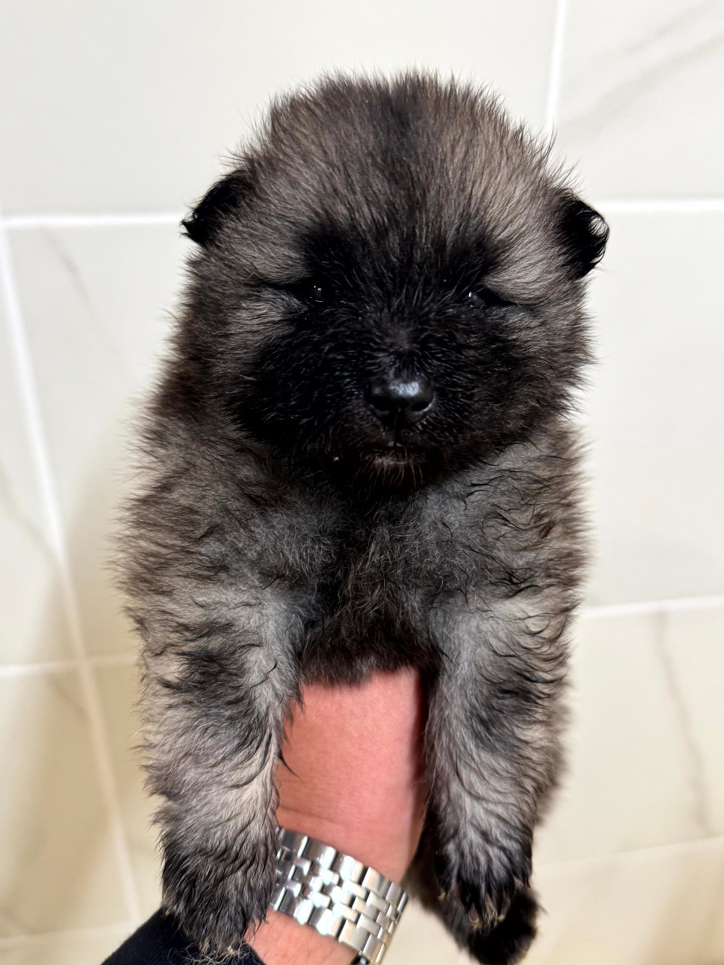 Le Renard Et Le Loup - Chiots disponibles - Spitz allemand