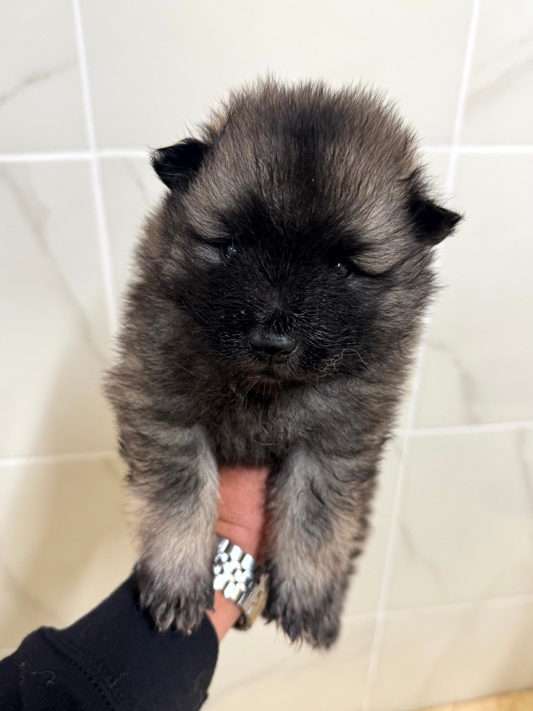 Le Renard Et Le Loup - Chiots disponibles - Spitz allemand