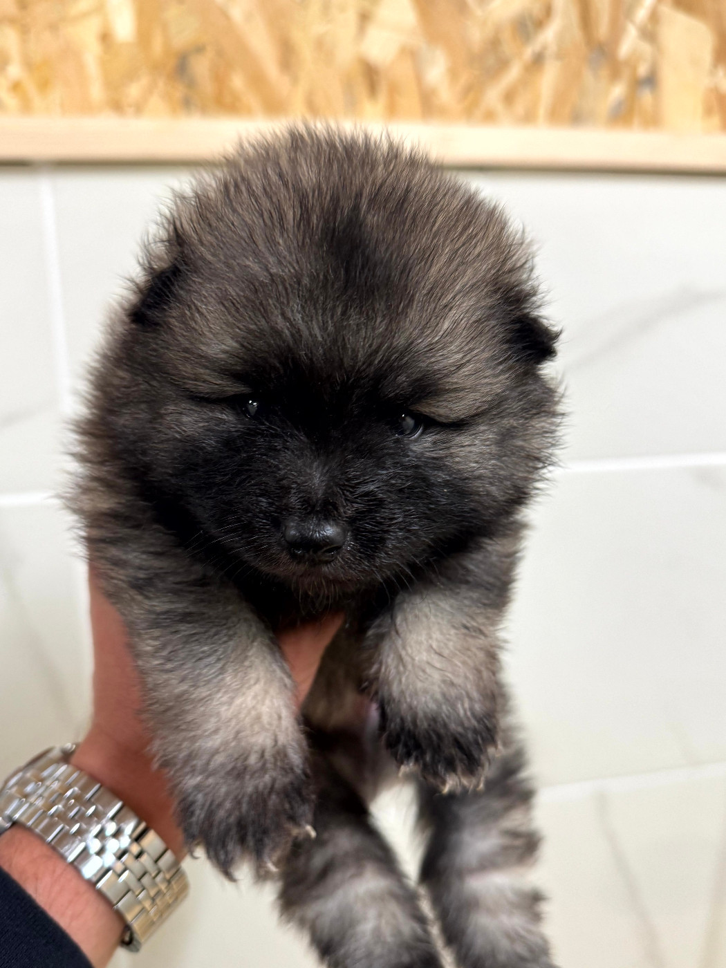 Le Renard Et Le Loup - Chiots disponibles - Spitz allemand