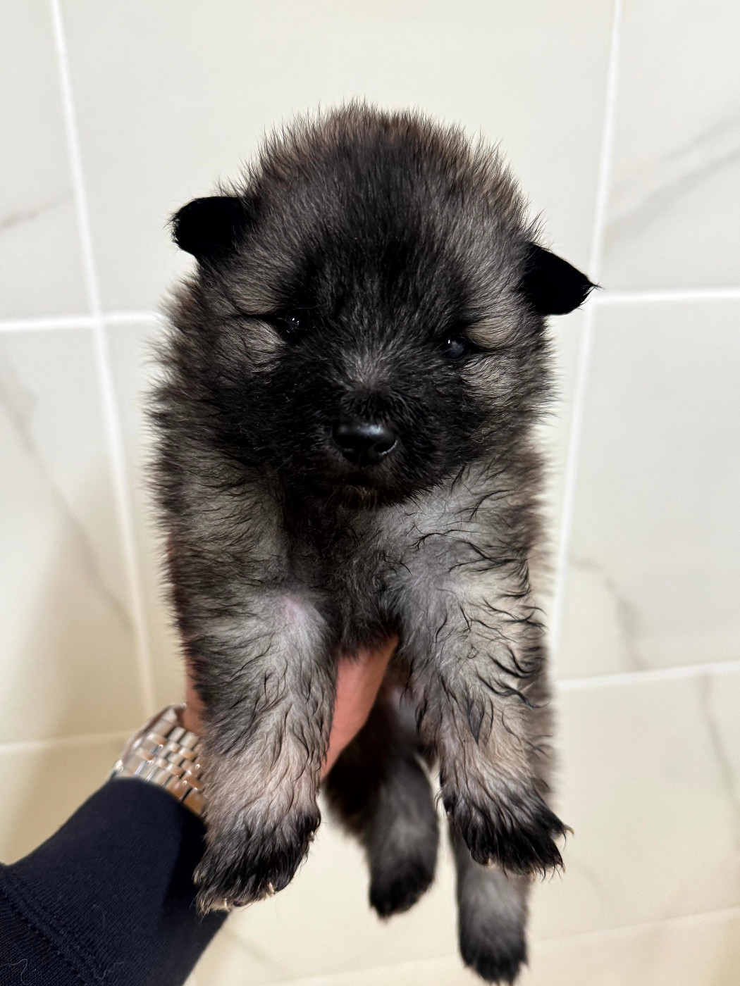 Le Renard Et Le Loup - Chiots disponibles - Spitz allemand