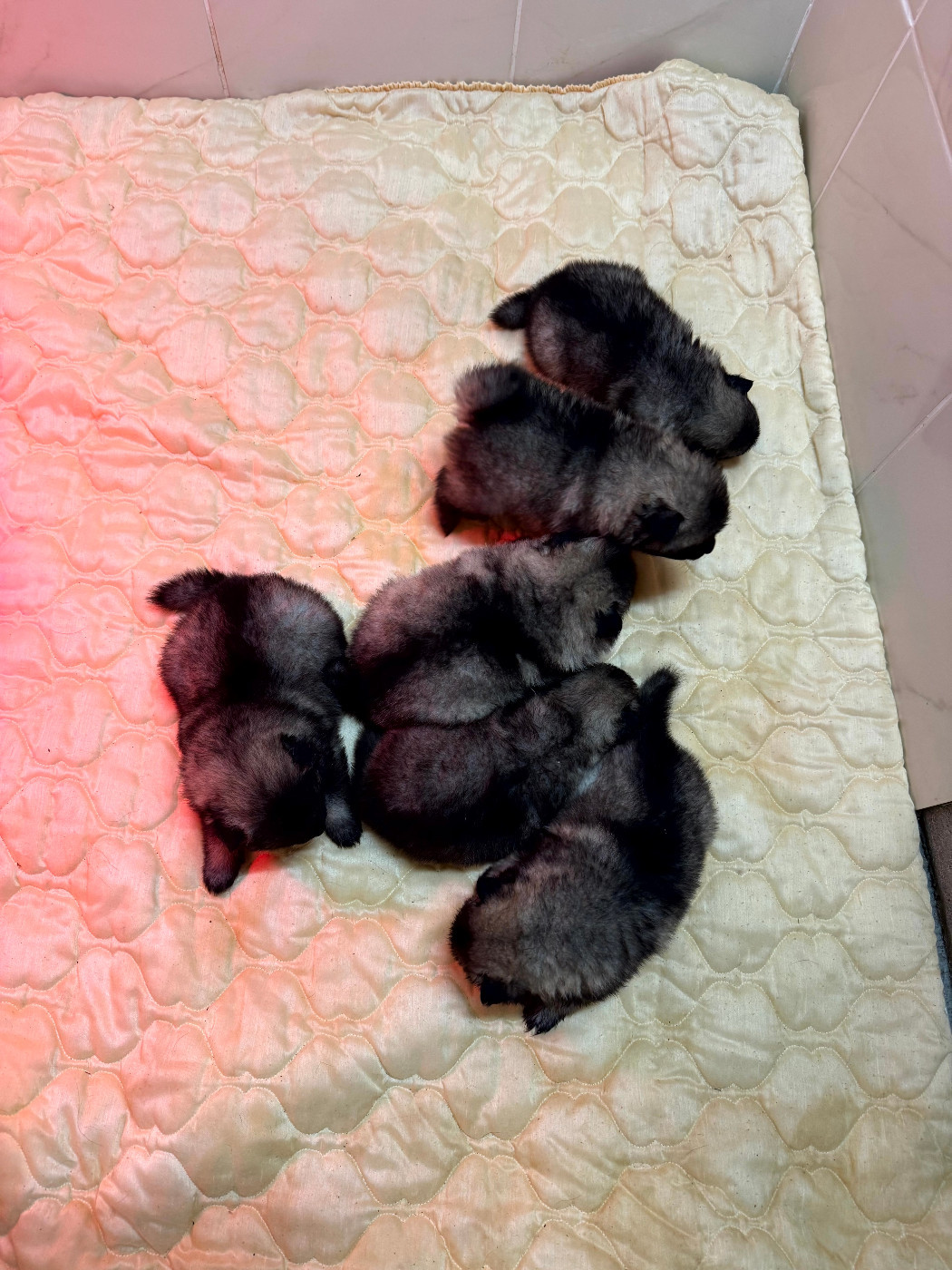 Chiot Spitz allemand Le Renard Et Le Loup