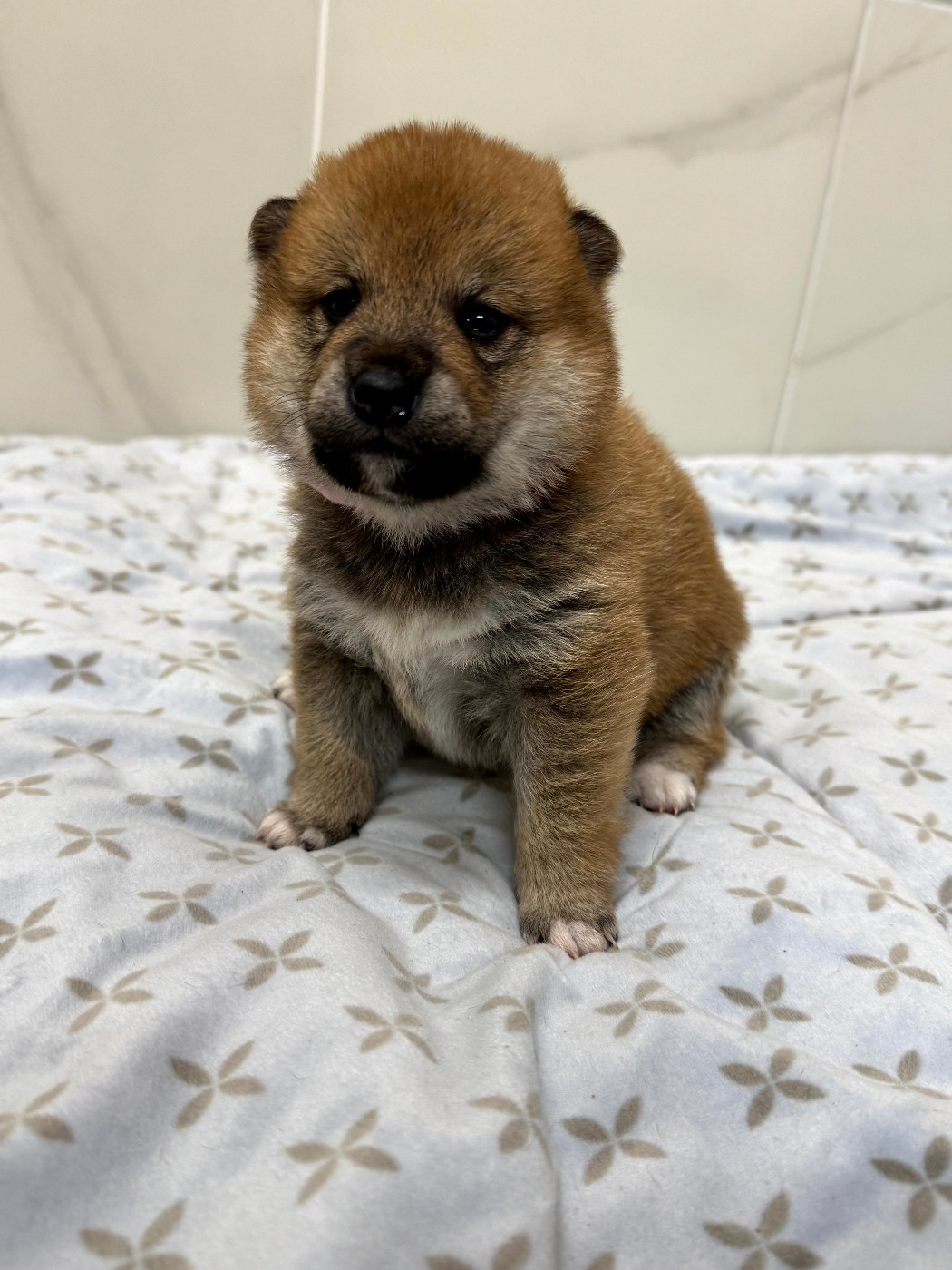 Le Renard Et Le Loup - Chiots disponibles - Shiba
