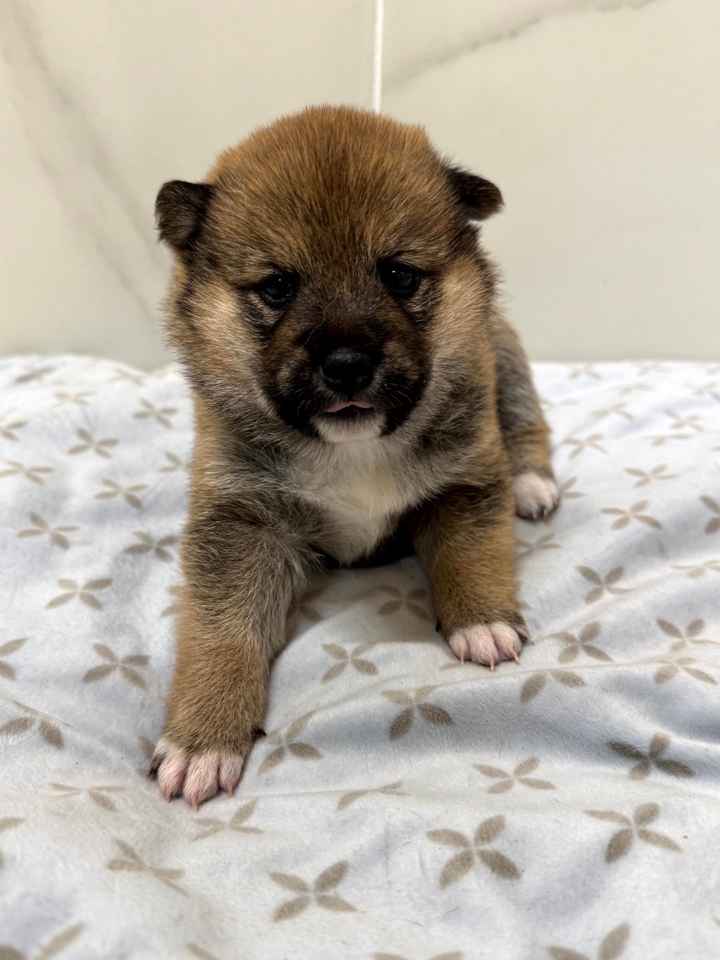 Le Renard Et Le Loup - Chiots disponibles - Shiba