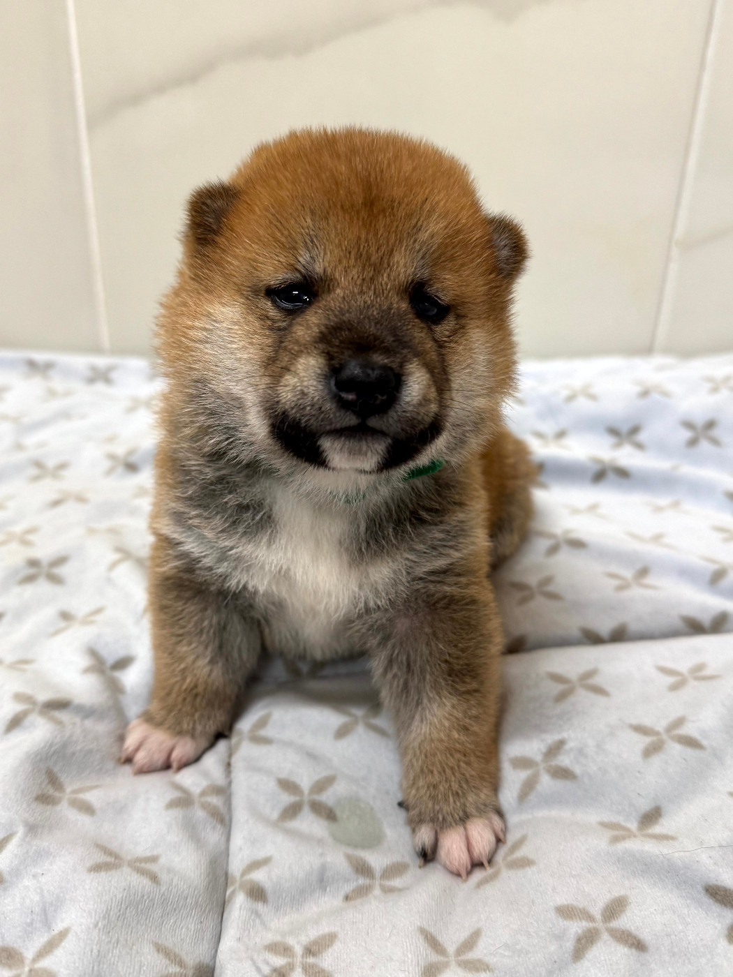 Le Renard Et Le Loup - Chiots disponibles - Shiba