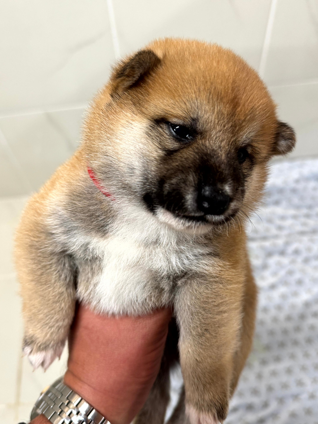 Le Renard Et Le Loup - Chiots disponibles - Shiba