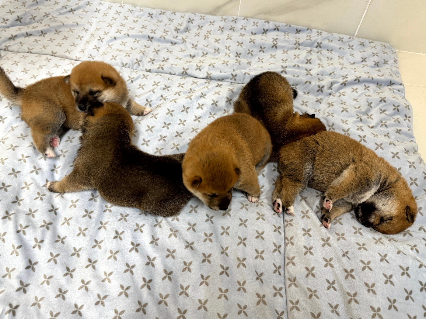 Chiot Shiba Le Renard Et Le Loup