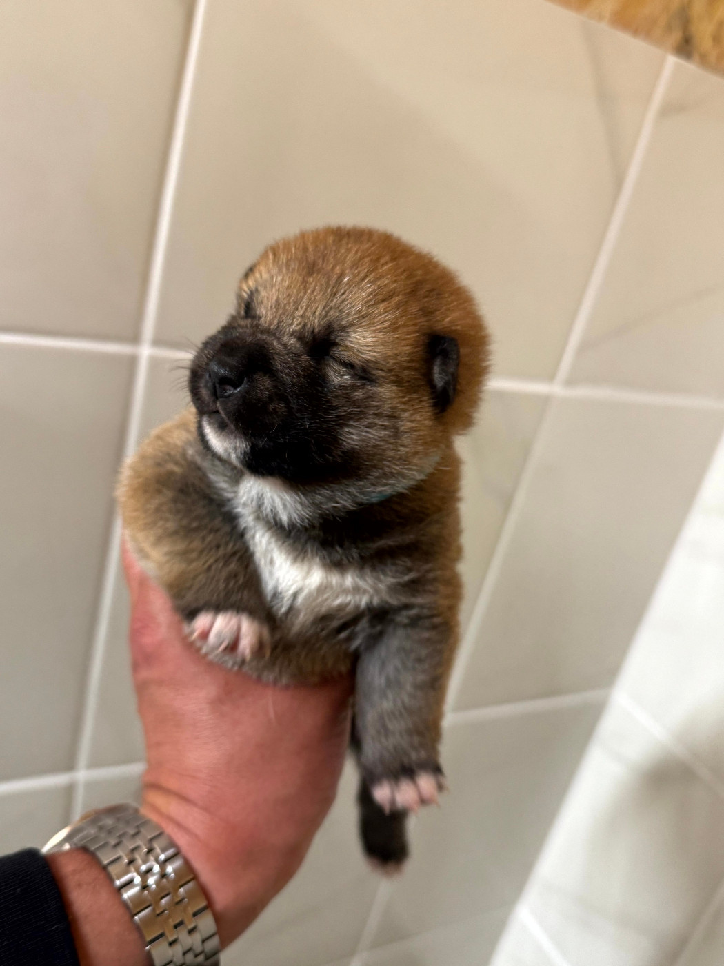 Le Renard Et Le Loup - Chiots disponibles - Shiba