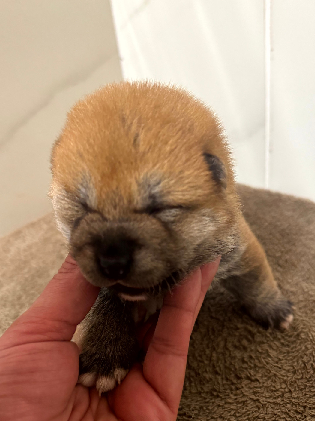 Le Renard Et Le Loup - Chiots disponibles - Shiba