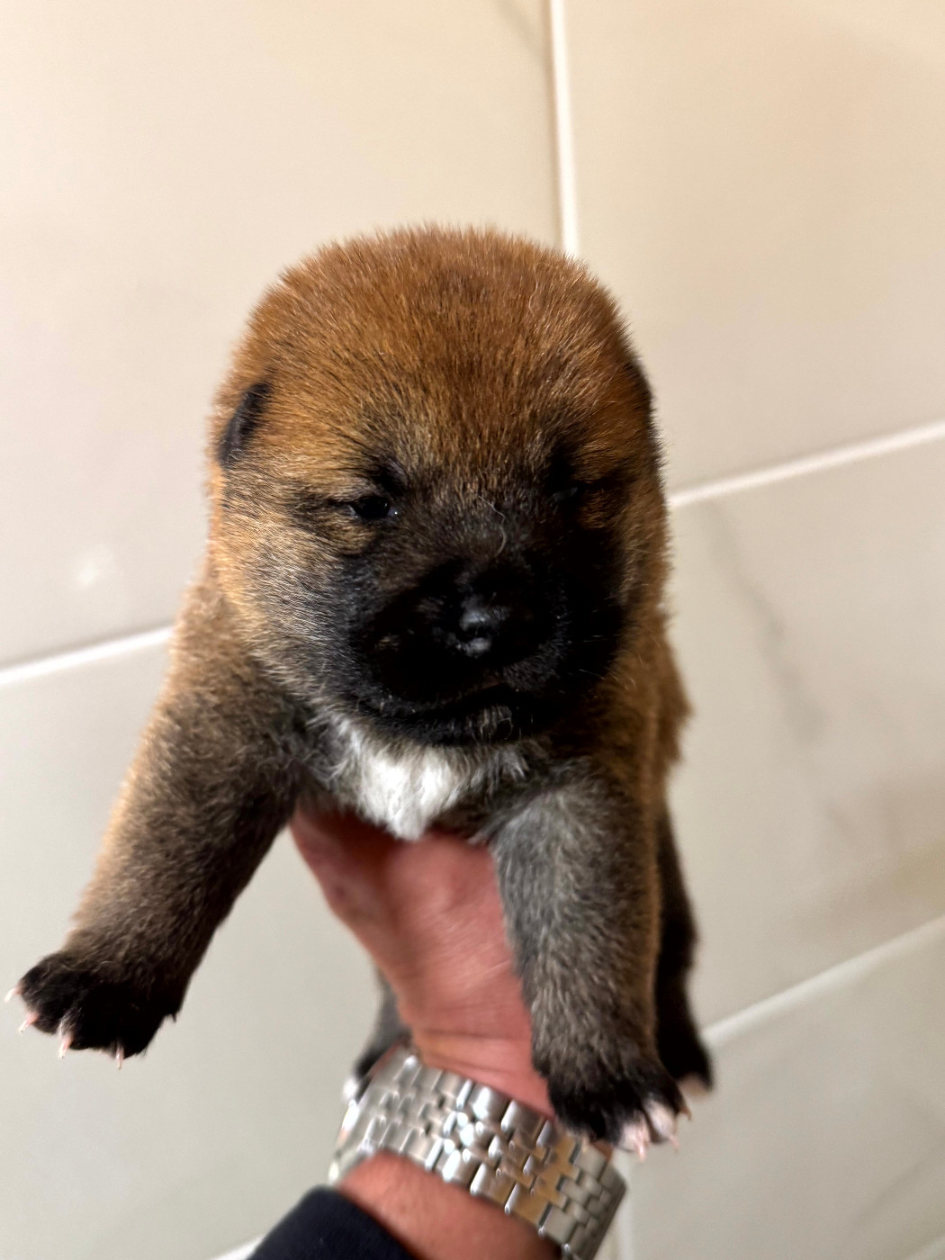 Le Renard Et Le Loup - Chiots disponibles - Shiba