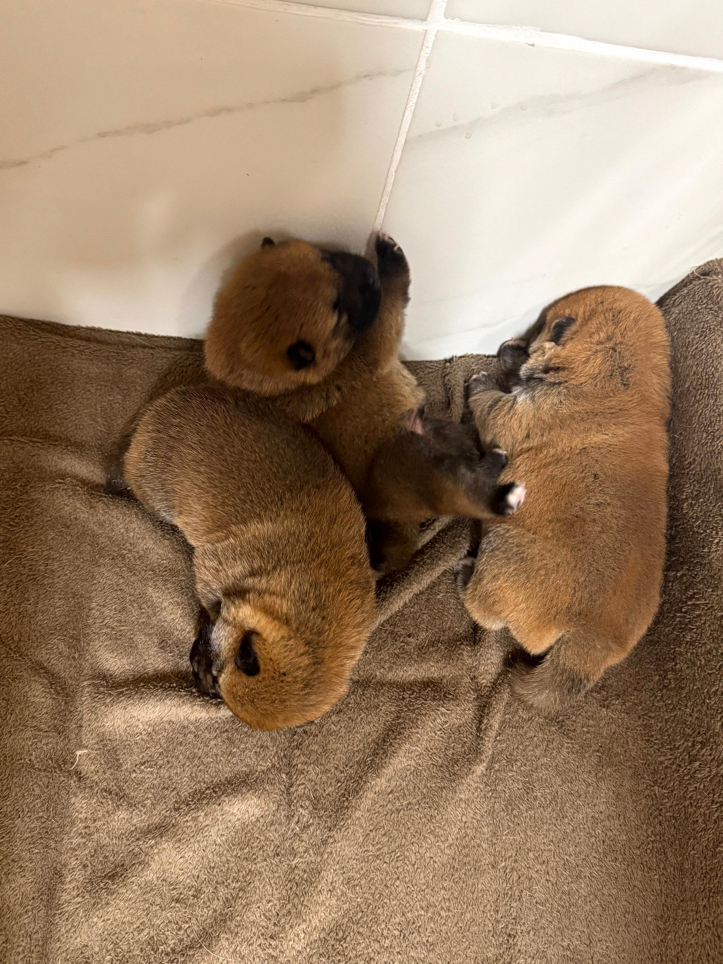 Chiot Shiba Le Renard Et Le Loup