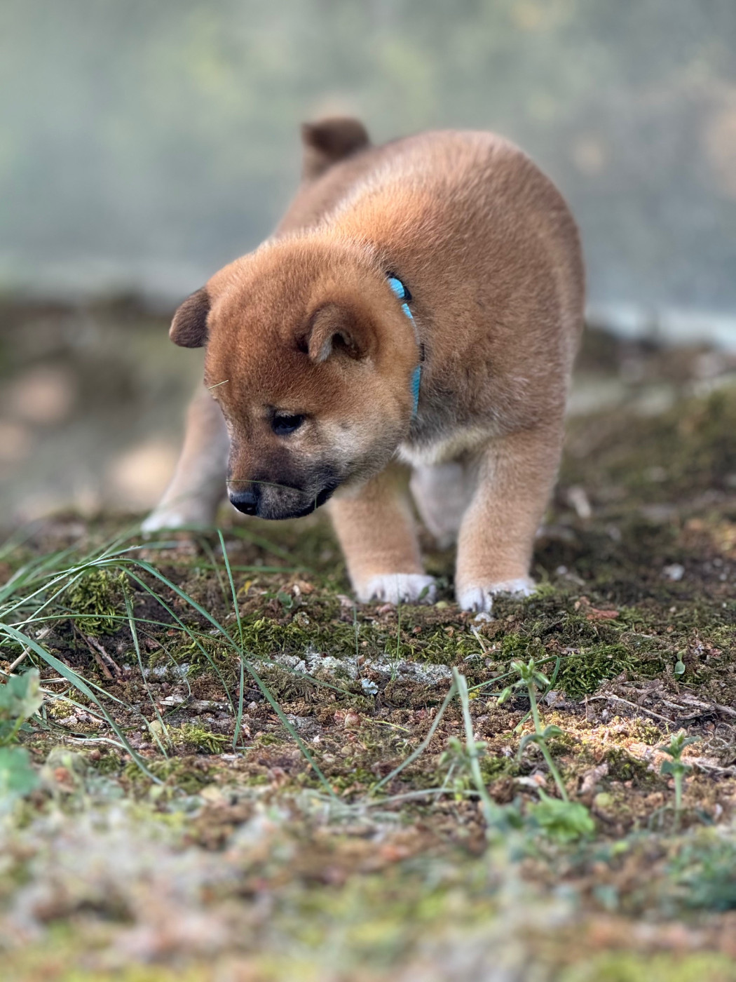Le Renard Et Le Loup - Chiots disponibles - Shiba