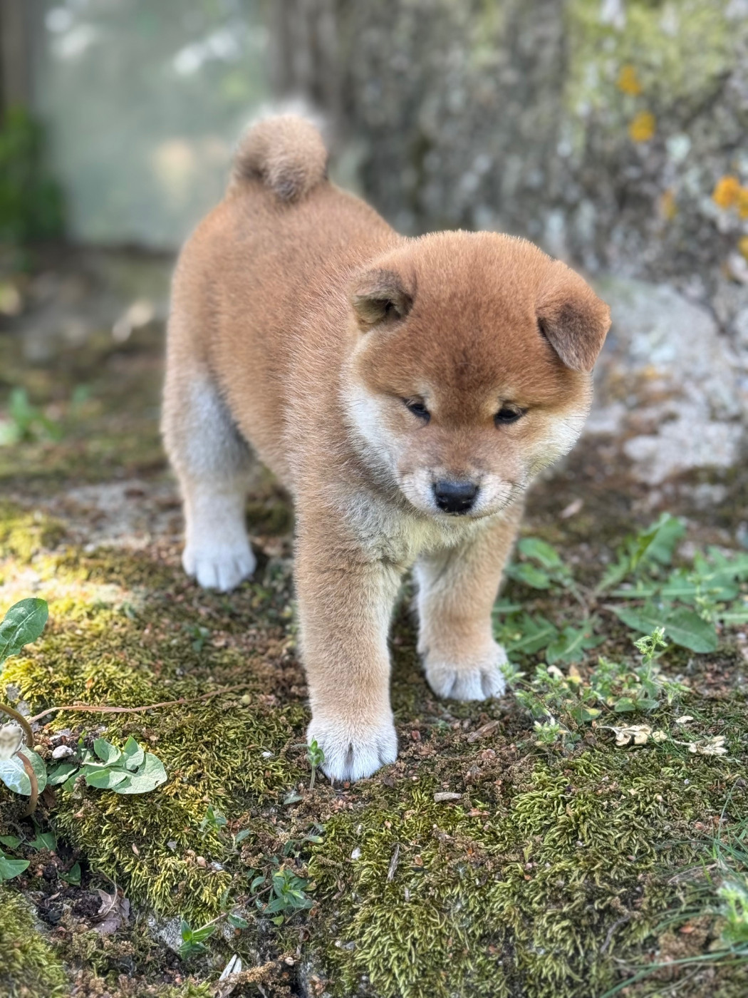 Le Renard Et Le Loup - Chiots disponibles - Shiba