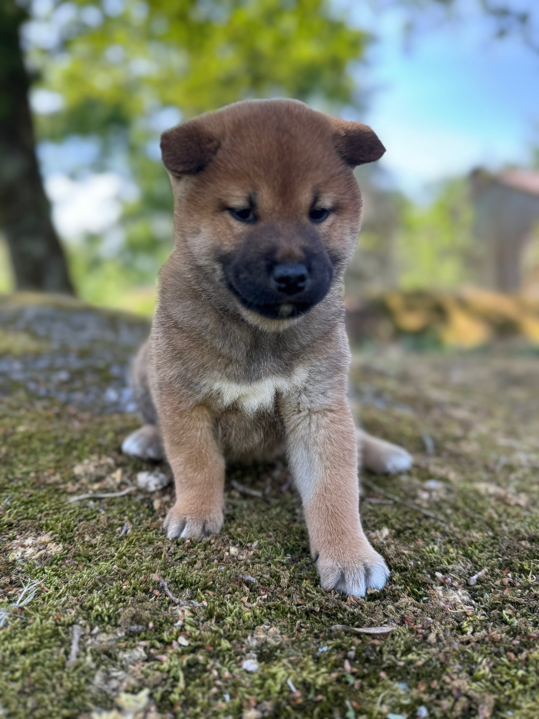 Le Renard Et Le Loup - Chiots disponibles - Shiba