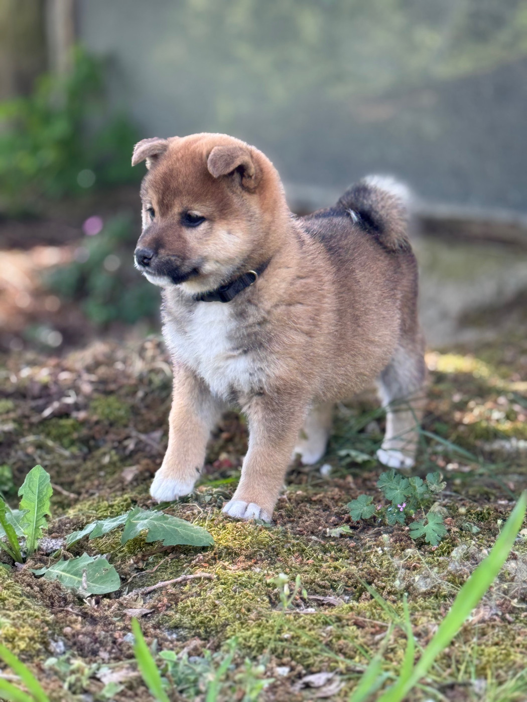 Le Renard Et Le Loup - Chiots disponibles - Shiba
