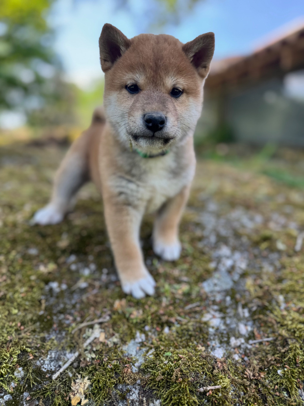 Le Renard Et Le Loup - Chiots disponibles - Shiba