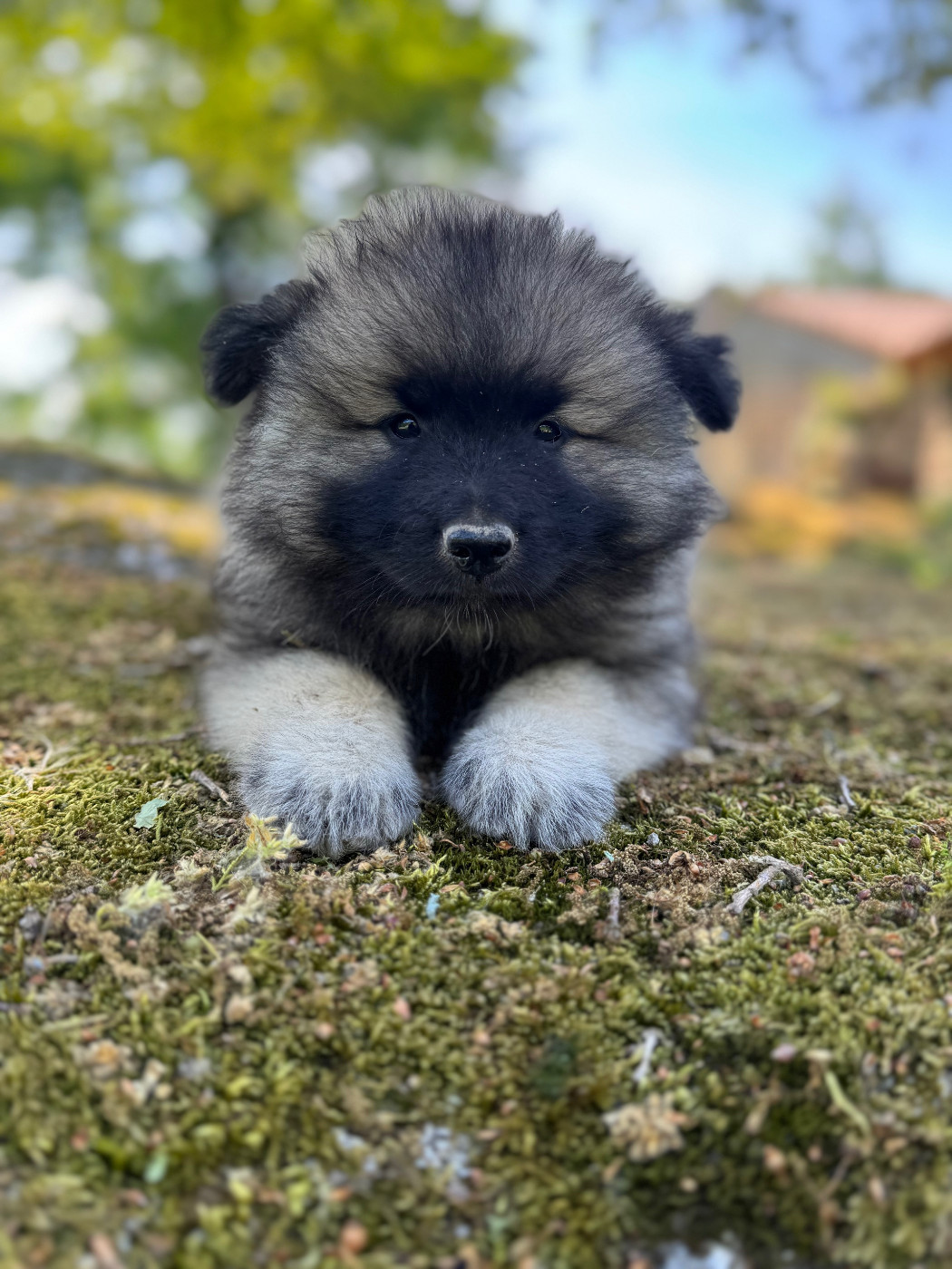 Le Renard Et Le Loup - Chiots disponibles - Spitz allemand