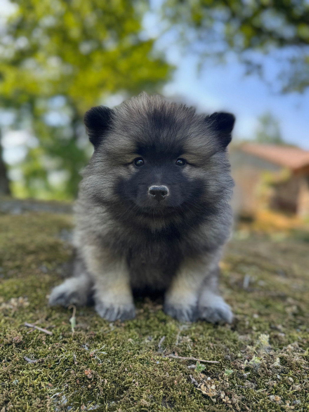 Le Renard Et Le Loup - Chiots disponibles - Spitz allemand
