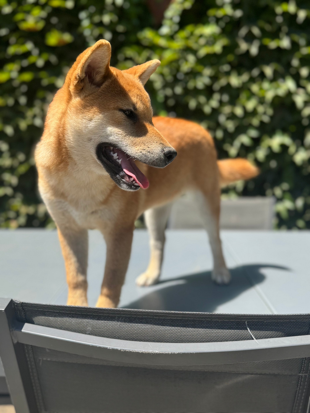 Le Renard Et Le Loup - Chiots disponibles - Shiba
