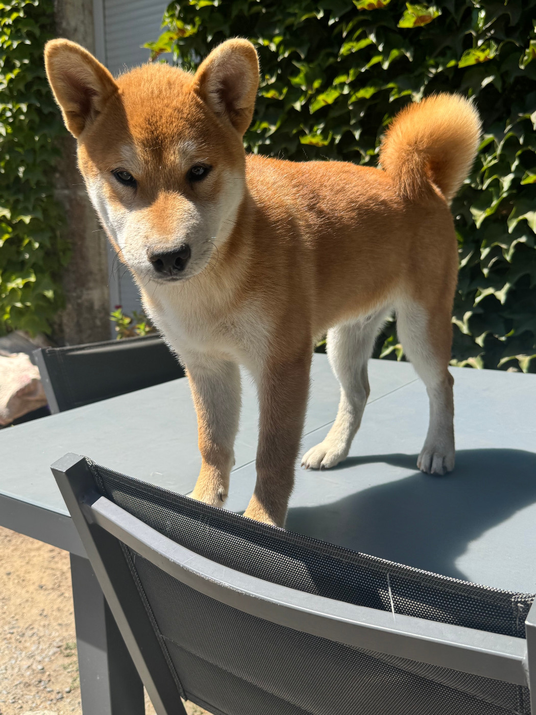 Le Renard Et Le Loup - Chiots disponibles - Shiba