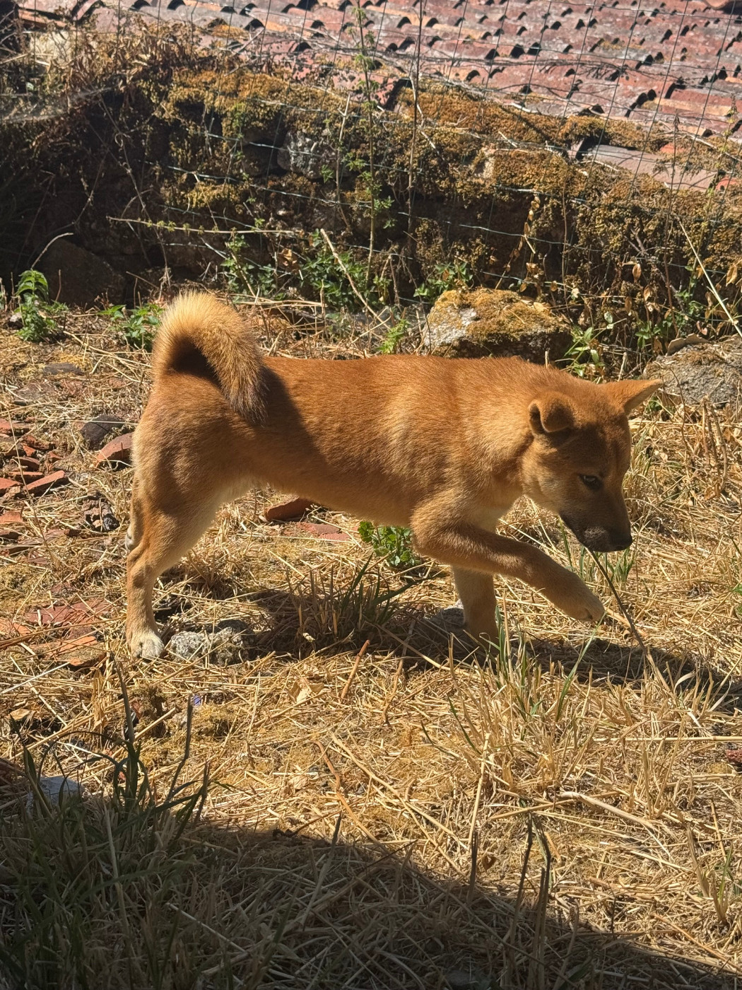 Le Renard Et Le Loup - Chiots disponibles - Shiba