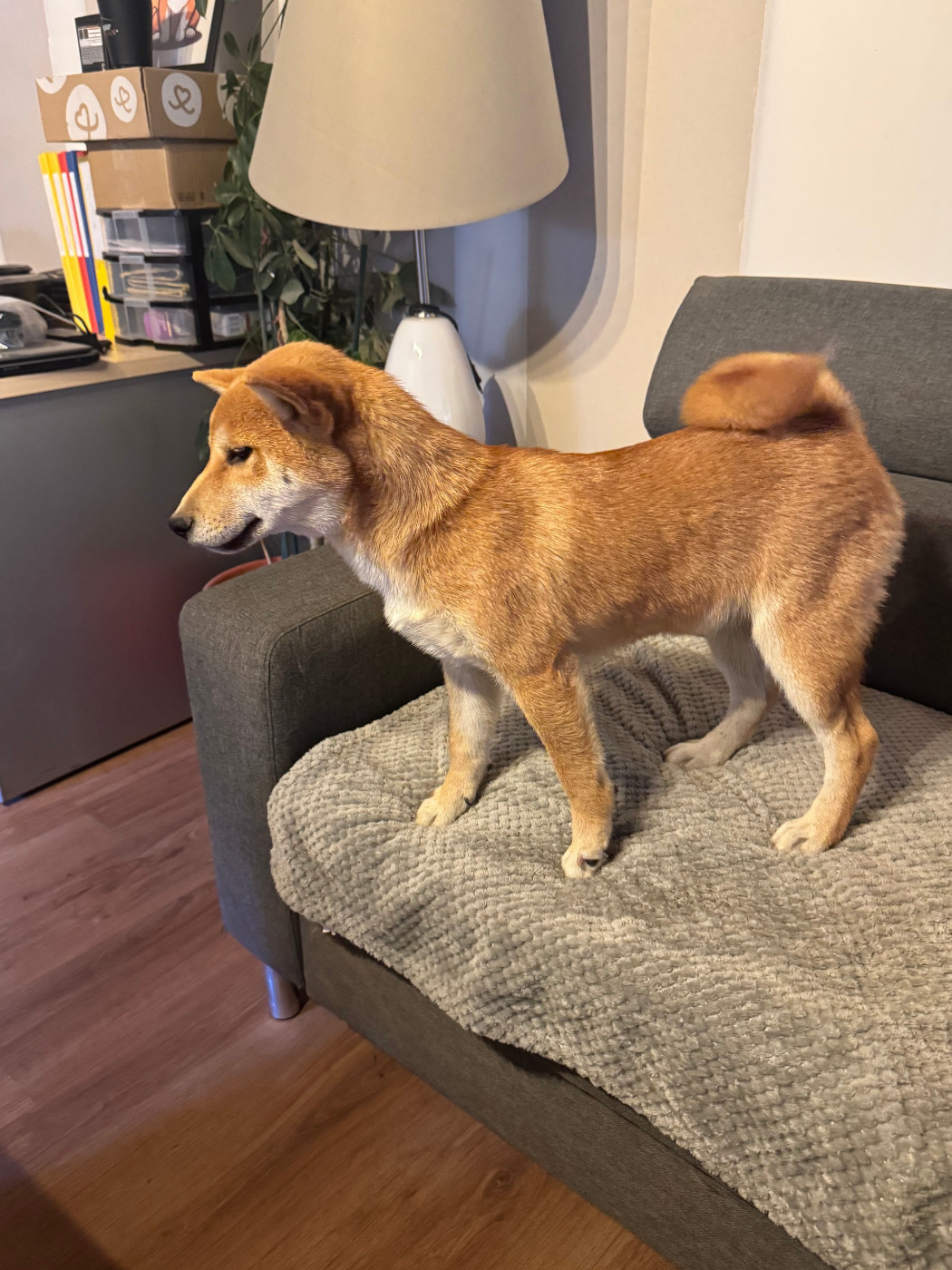 Le Renard Et Le Loup - Chiots disponibles - Shiba