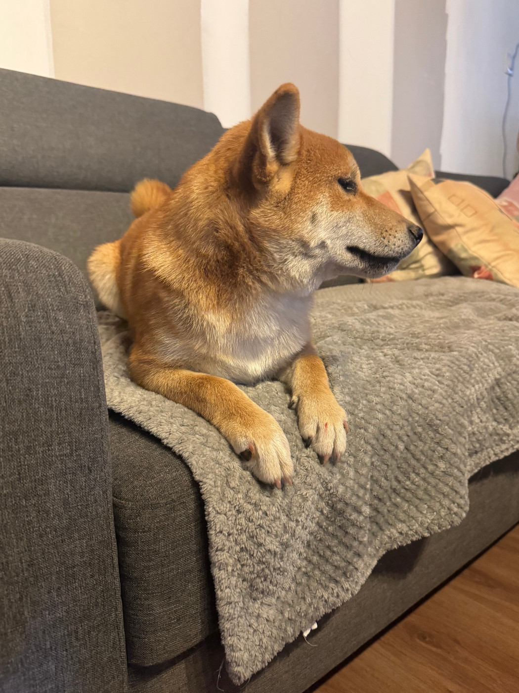 Chiot Shiba Le Renard Et Le Loup