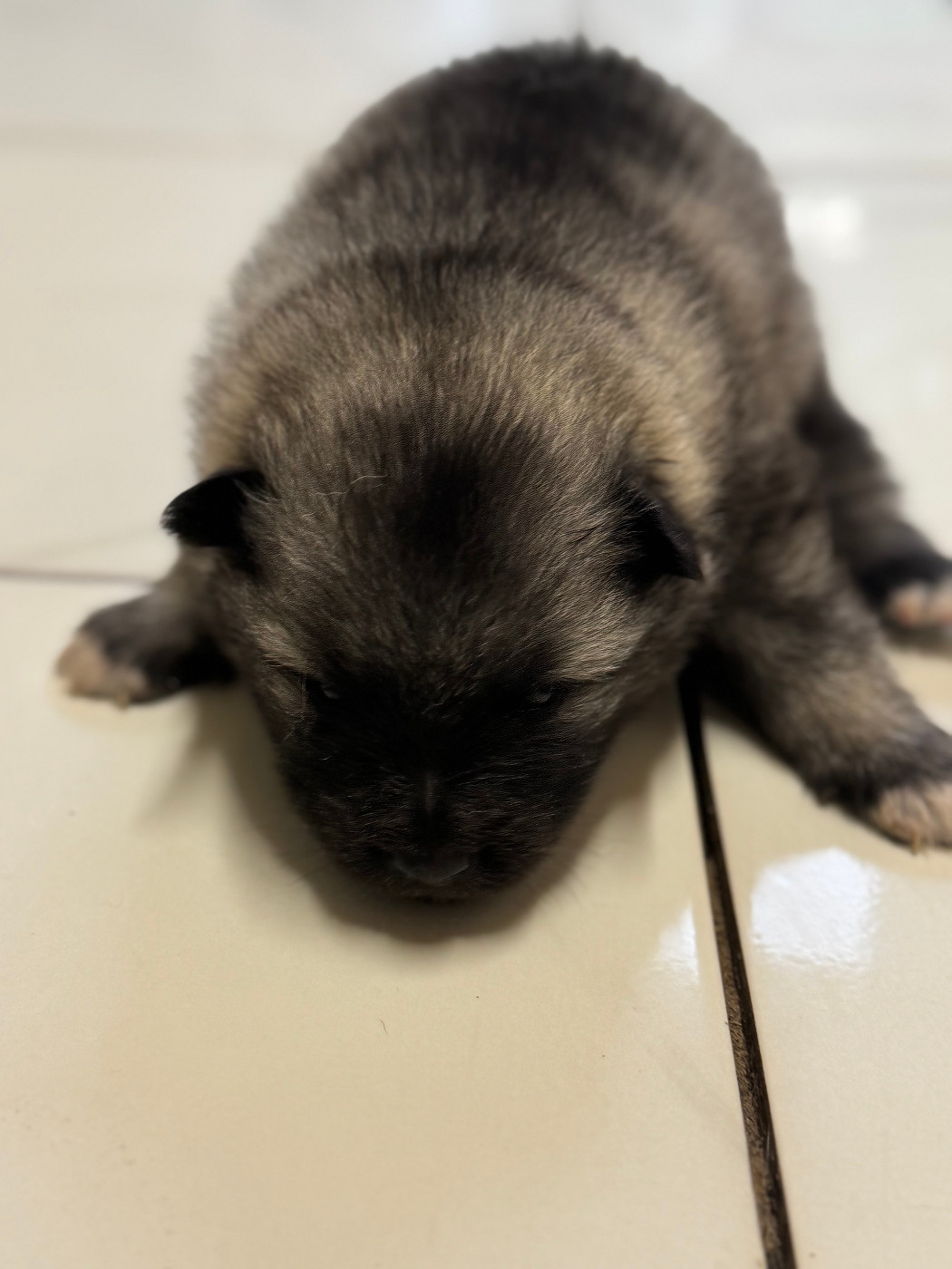 Le Renard Et Le Loup - Chiots disponibles - Spitz allemand