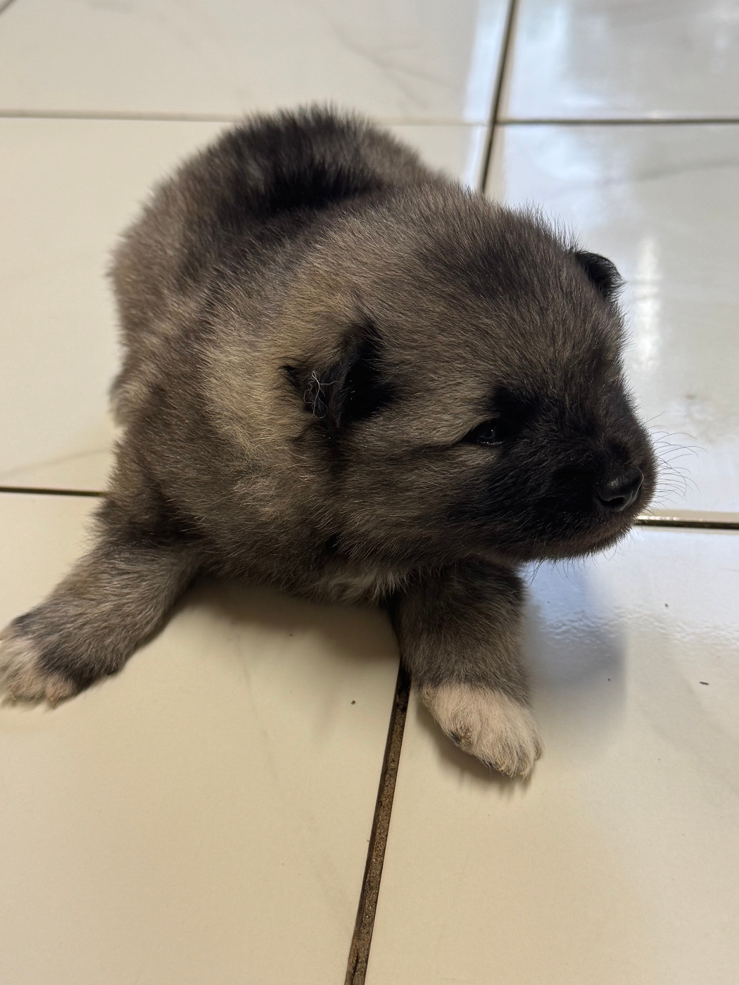 Le Renard Et Le Loup - Chiots disponibles - Spitz allemand