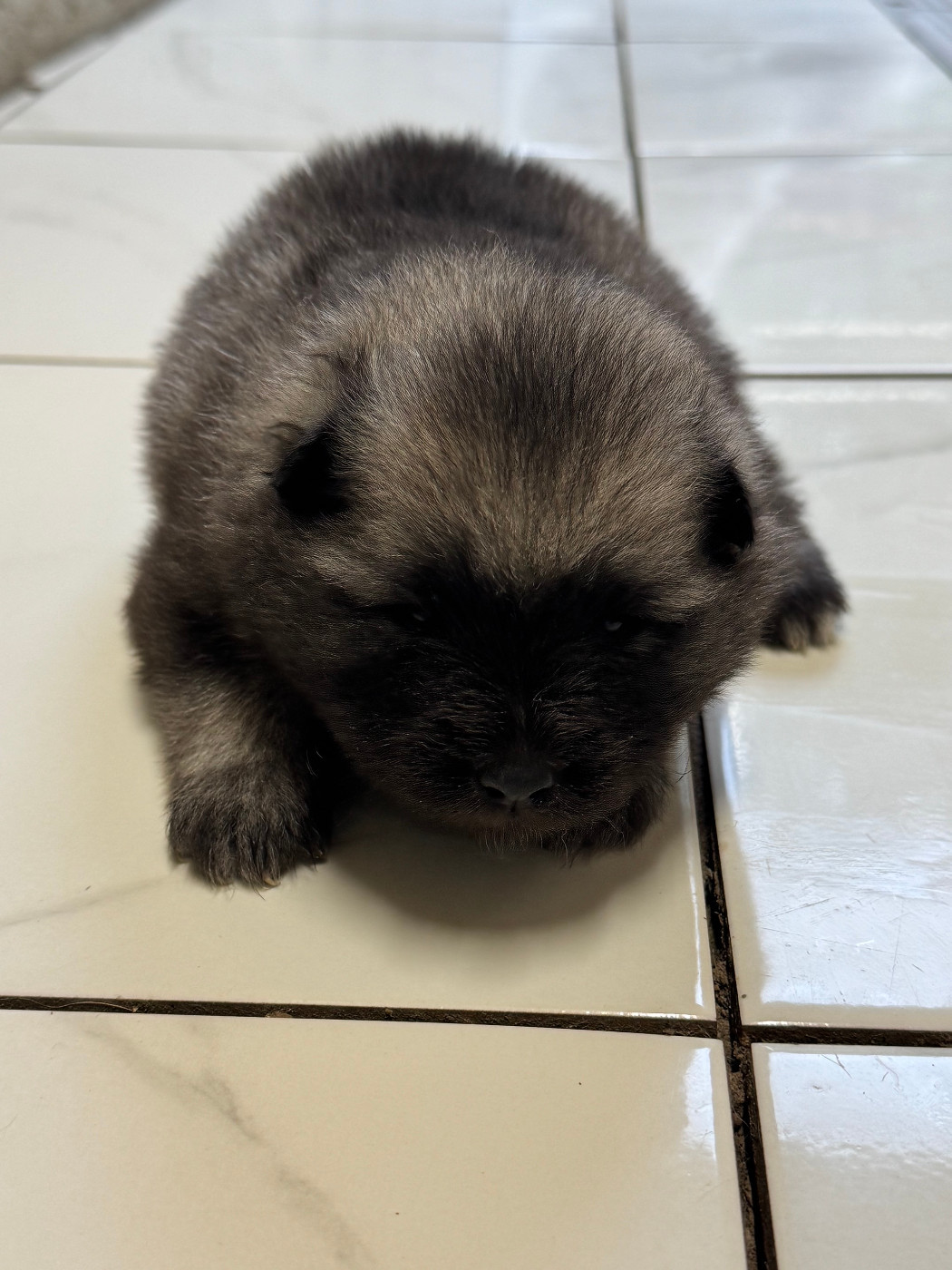 Le Renard Et Le Loup - Chiots disponibles - Spitz allemand